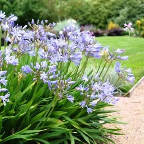 A row of Agapanthus 'Baby Blue' plants forming a vibrant border, displaying lush foliage and soft blue flowers.