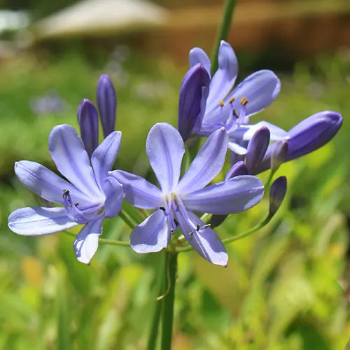 Detailed view of the delicate pale blue flowers of Agapanthus 'Baby Blue', showcasing its stunning cluster of blooms.