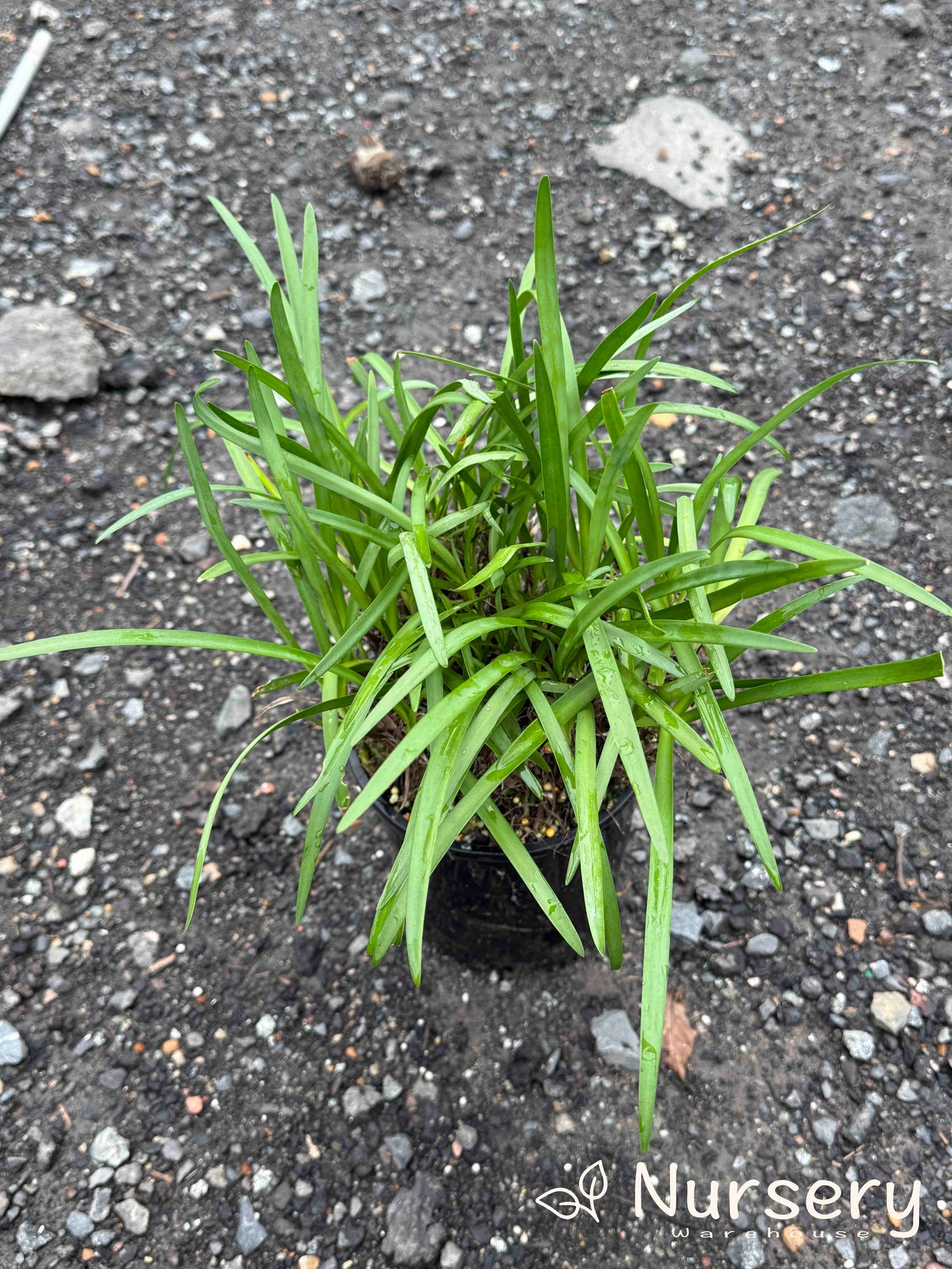 Agapanthus Africanus 'Baby Blue' (Baby Blue African Lily)