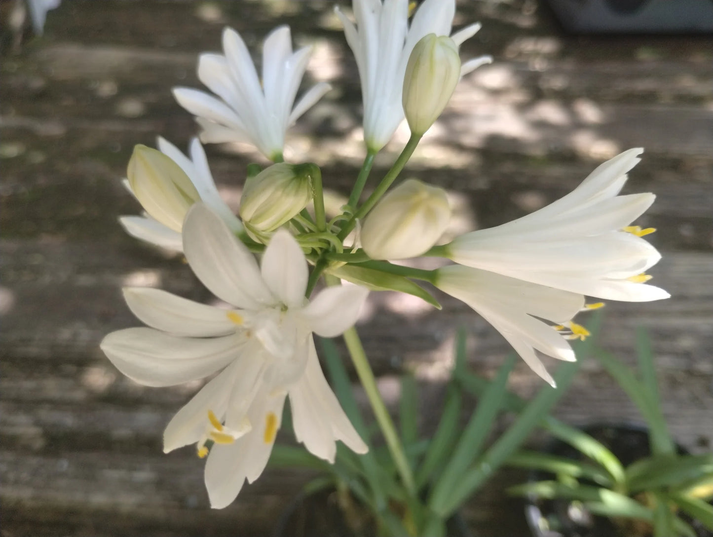 Agapanthus ‘Double Diamond’ (Double Diamond Lily of the Nile)