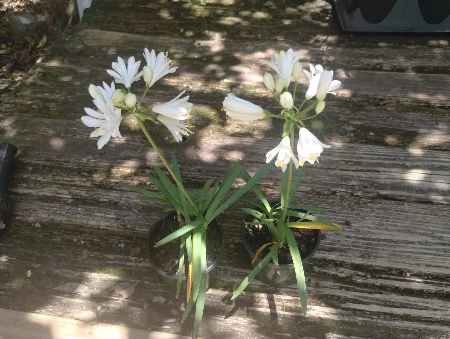 Agapanthus ‘Double Diamond’ (Double Diamond Lily of the Nile)