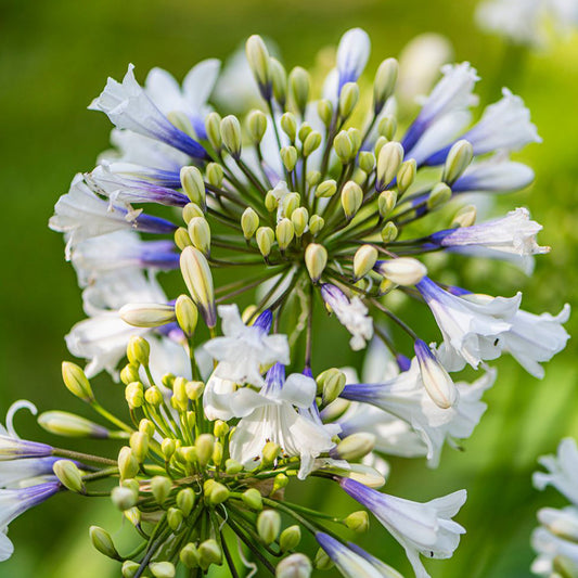 Agapanthus Hybrid (DWAgHyb-05) ‘Ever Sparkle’ (Ever Sparkle Agapanthus)
