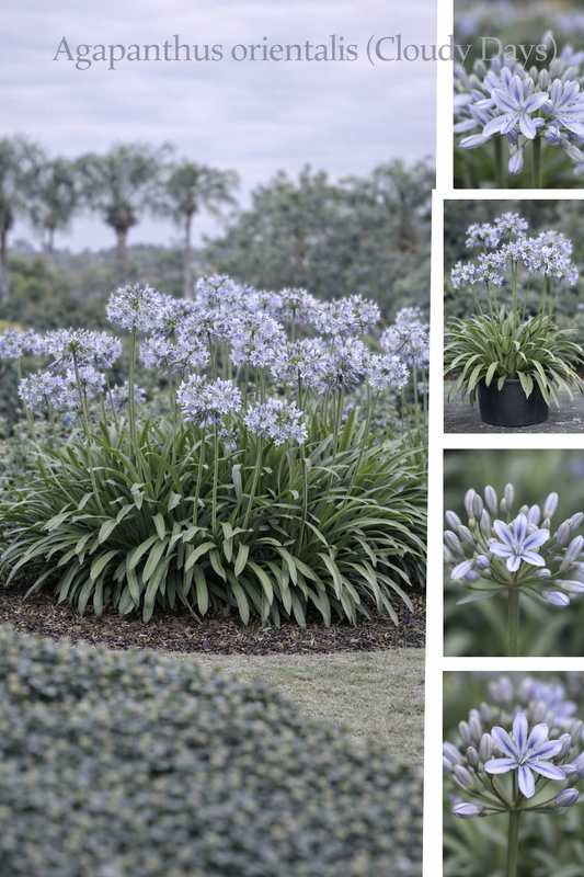 Agapanthus Orientalis (Cloudy Days)
