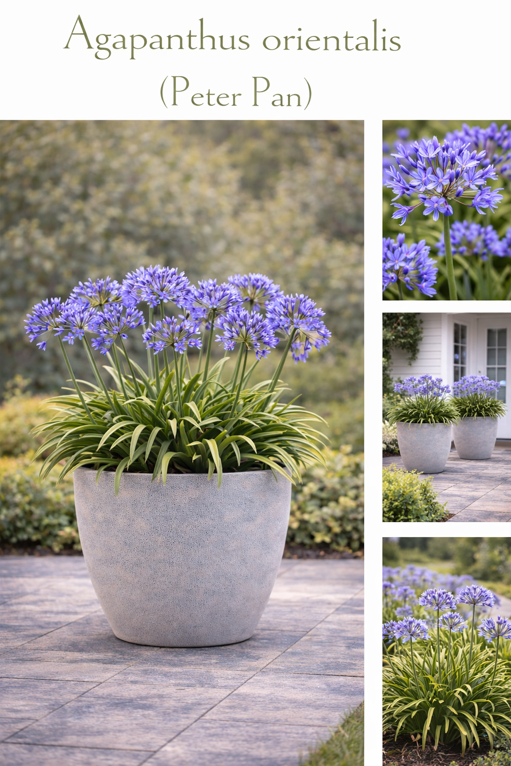 Agapanthus Orientalis (Peter Pan)