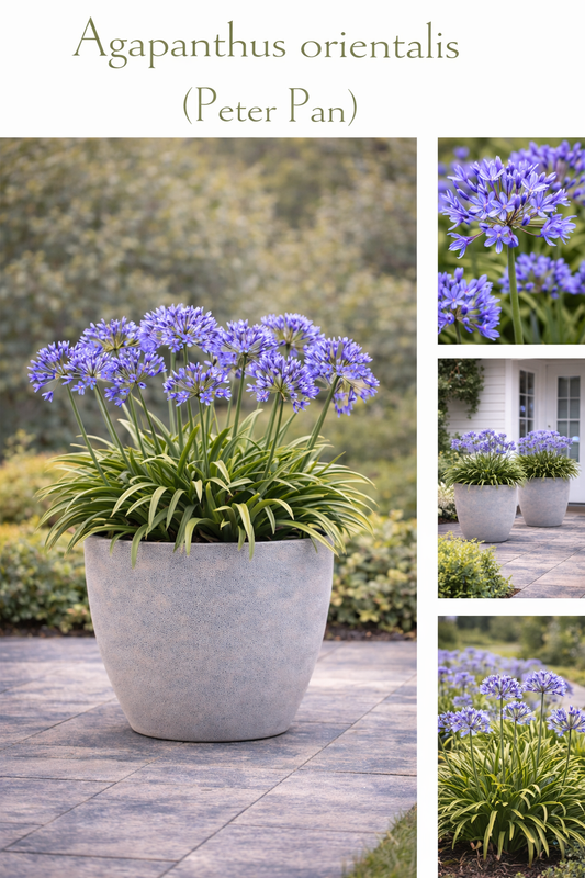 Agapanthus Orientalis (Peter Pan)