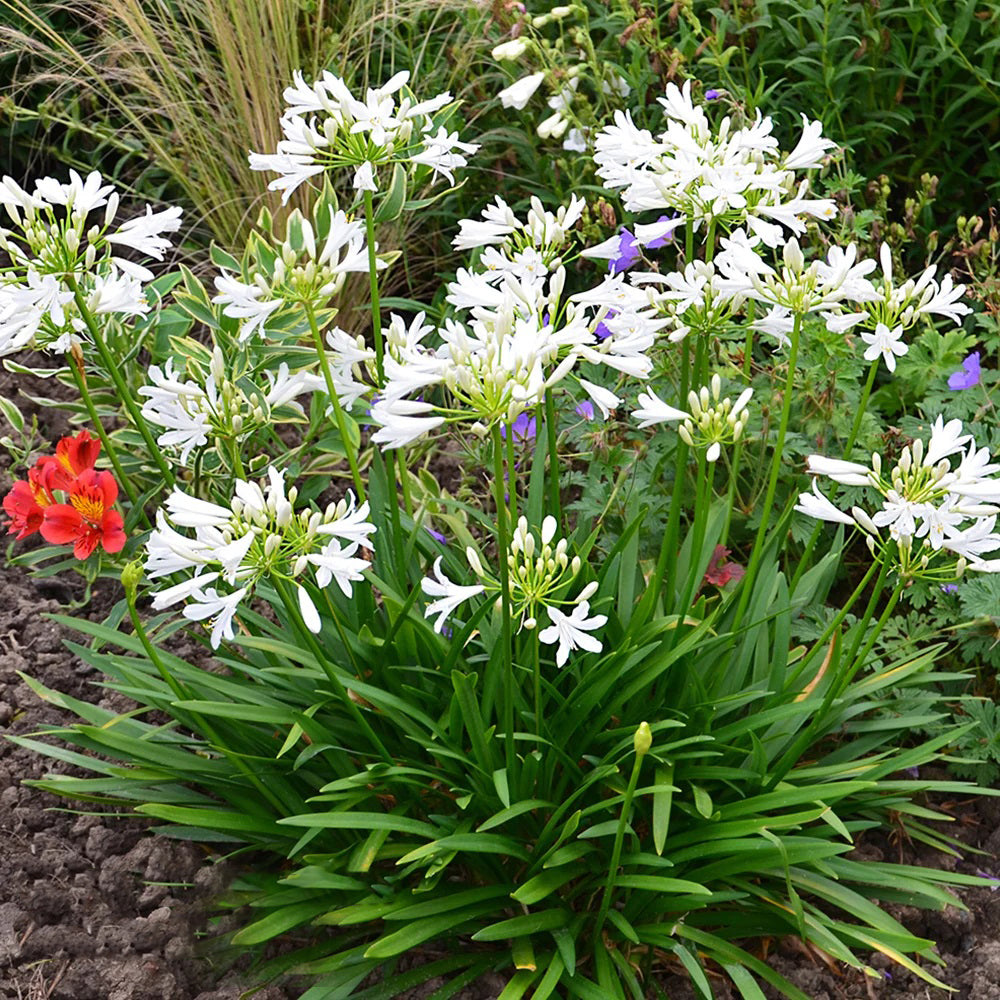Agapanthus 'Pitchoune White' (White African Lily)
