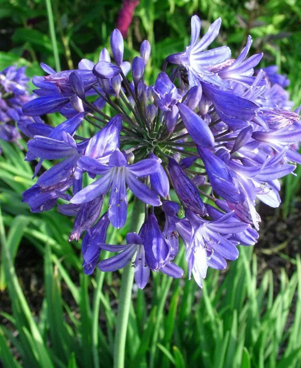 Agapanthus 'Star Quality' (Star Quality Lily Of The Nile)
