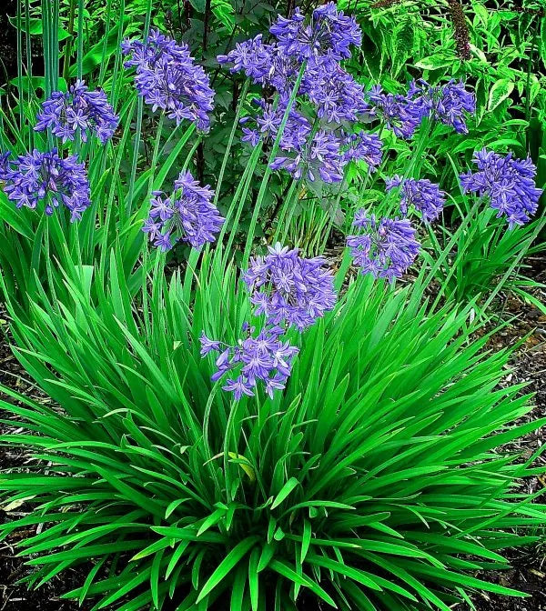 Agapanthus 'Star Quality' (Star Quality Lily Of The Nile)