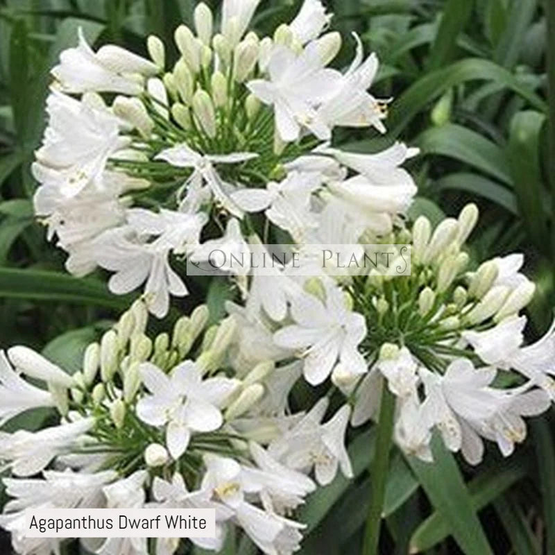 Agapanthus Praecox (Dwarf White Agapanthus)