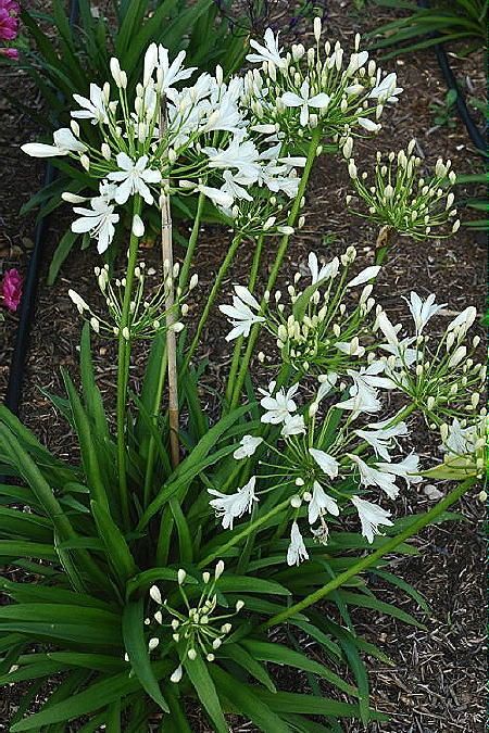 Agapanthus Praecox (Dwarf White Agapanthus)