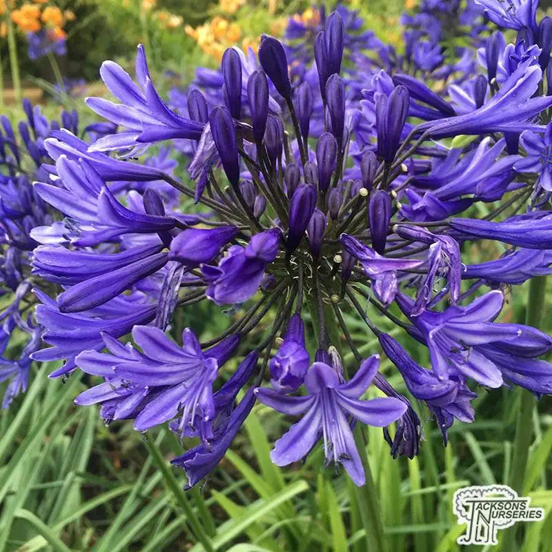 Agapanthus Black Pantha