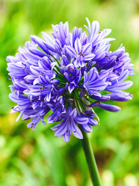 Agapanthus (Blue Agapanthus)
