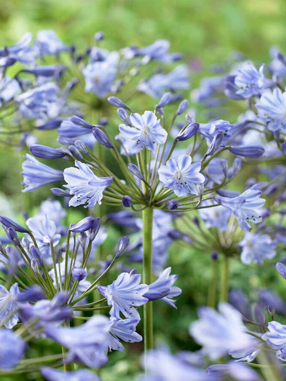 Agapanthus (Blue Agapanthus)