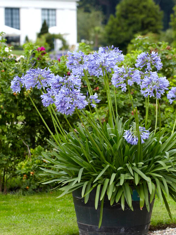 Agapanthus (Blue Agapanthus)