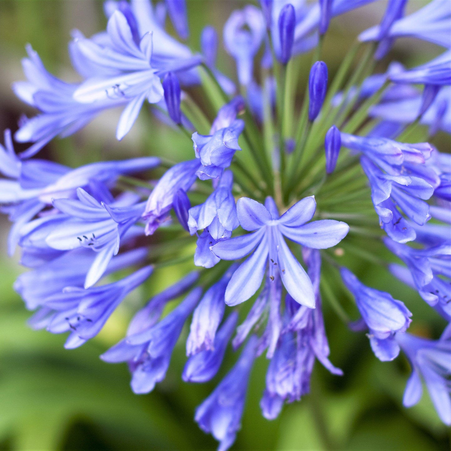 Agapanthus 'Highlights' (Highlights Agapanthus)