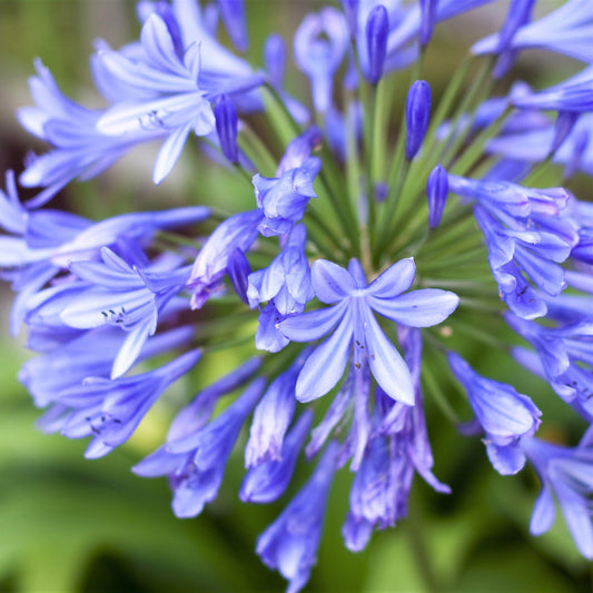 Agapanthus 'Highlights' (Highlights Agapanthus)