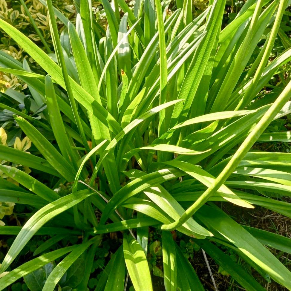Agapanthus 'Highlights' (Highlights Agapanthus)