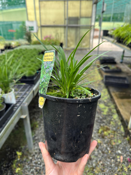 Agapanthus 'Peter Pan'