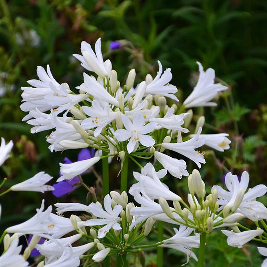 Agapanthus 'Pitchoune White' (White African Lily)