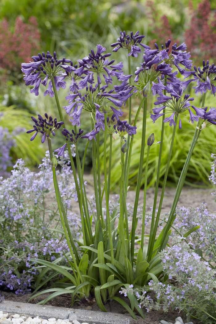 Agapanthus ‘Poppin Purple’ (Poppin Purple Agapanthus)