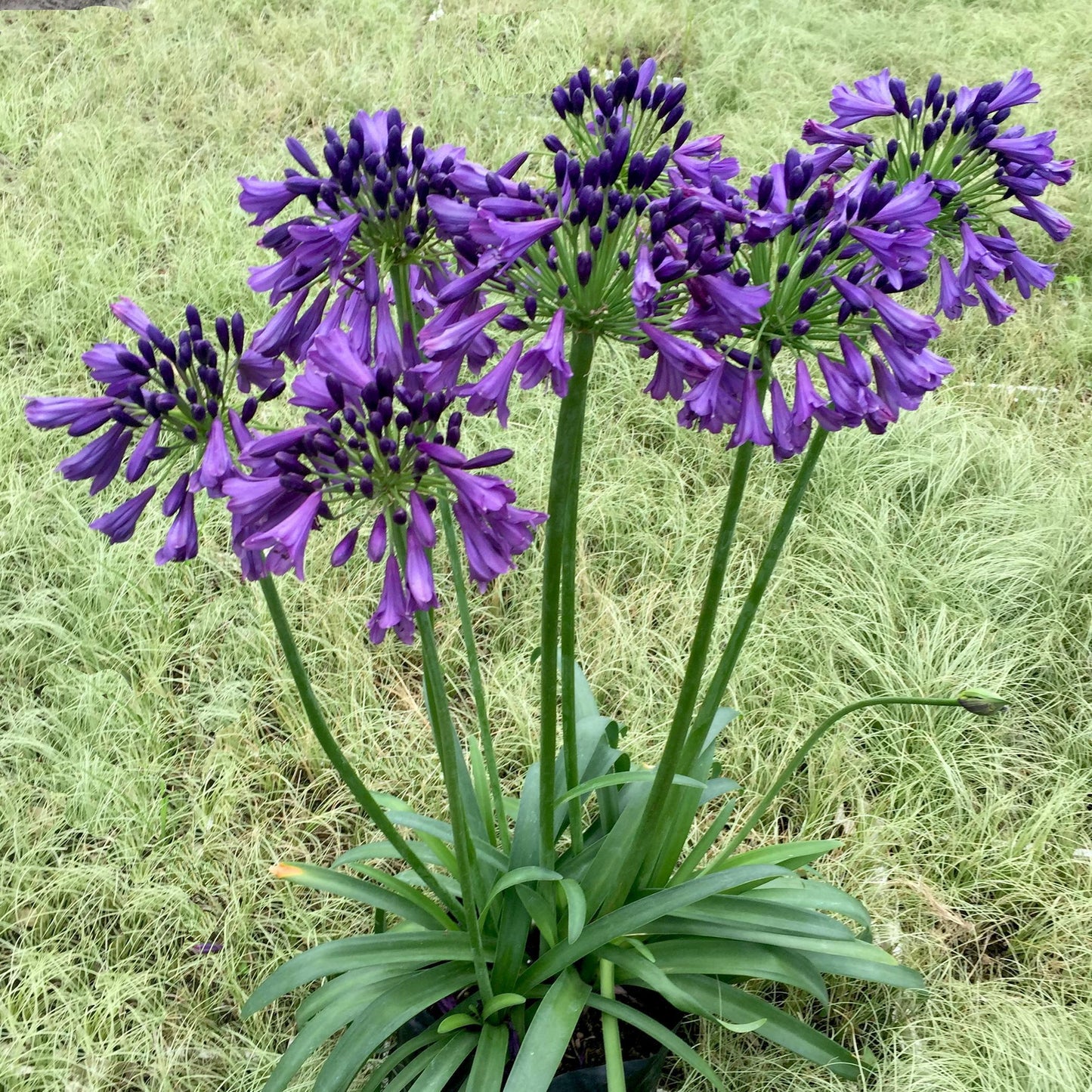 Agapanthus ‘Poppin Purple’ (Poppin Purple Agapanthus)