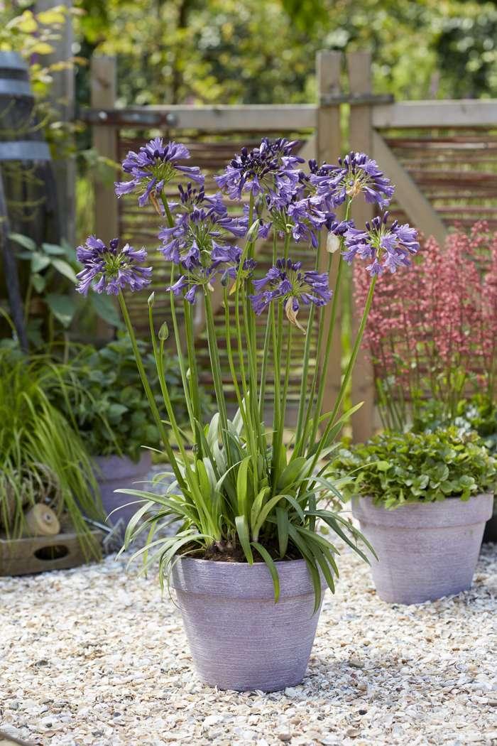 Agapanthus ‘Poppin Purple’ (Poppin Purple Agapanthus)