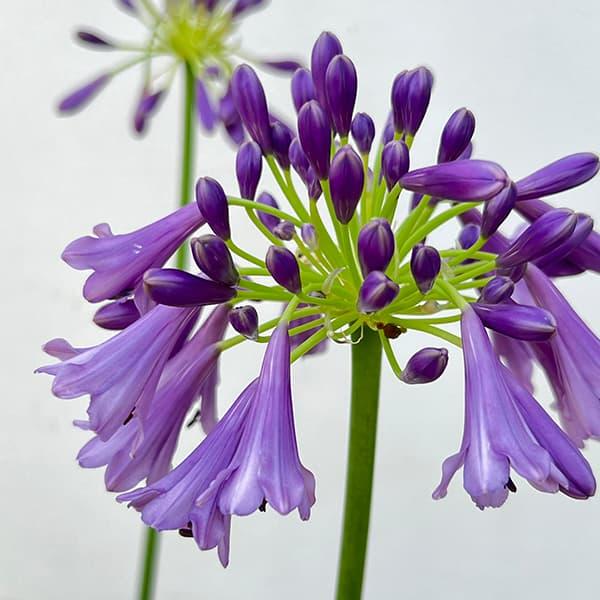 Agapanthus ‘Poppin Purple’ (Poppin Purple Agapanthus)