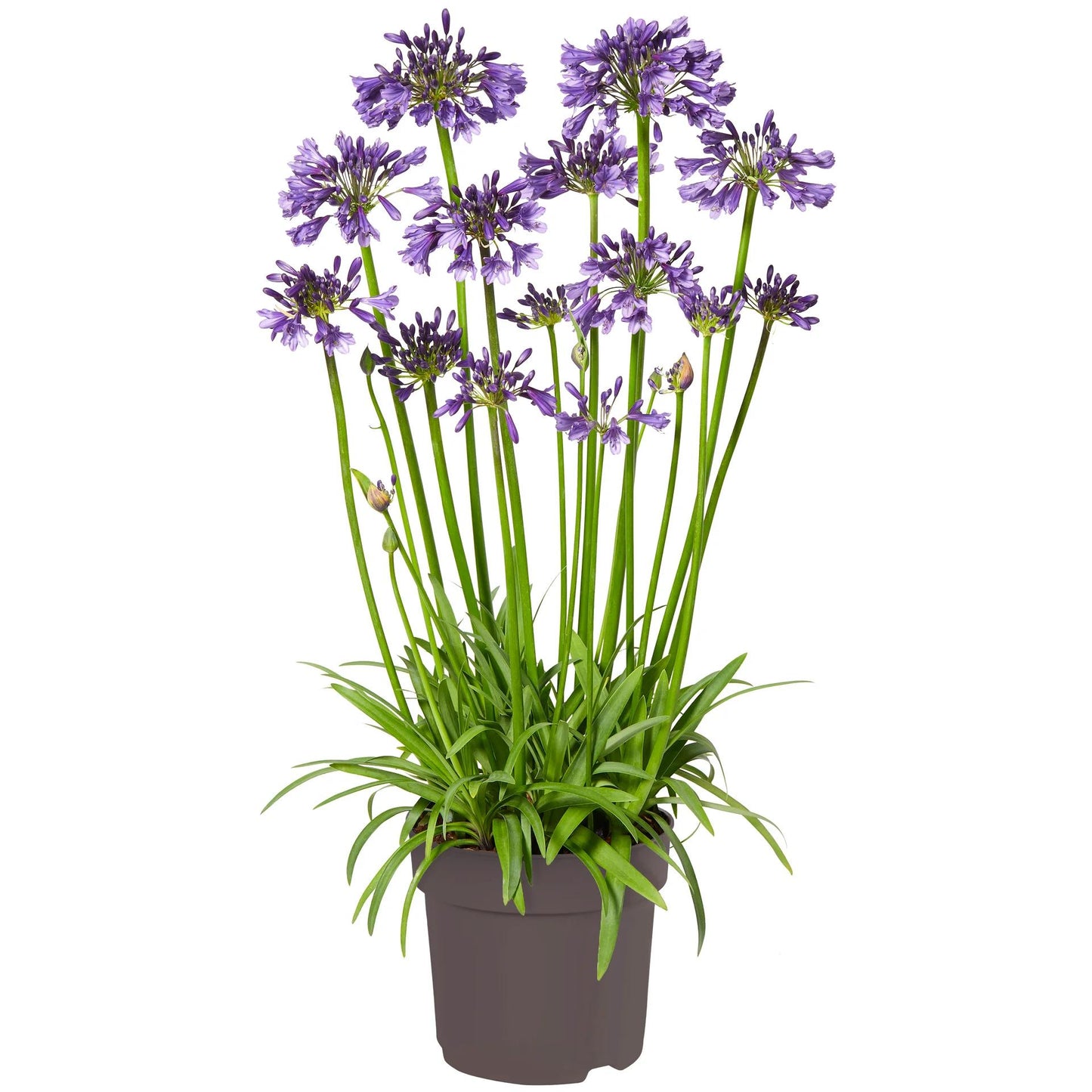 Agapanthus ‘Poppin Purple’ (Poppin Purple Agapanthus)