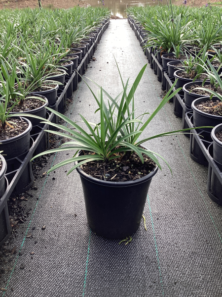Agapanthus ‘Poppin Purple’ (Poppin Purple Agapanthus)