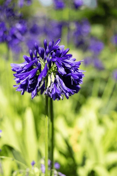 Detailed view of the deep purple flower clusters of Agapanthus 'Purple Cloud', showcasing its striking colour and form.