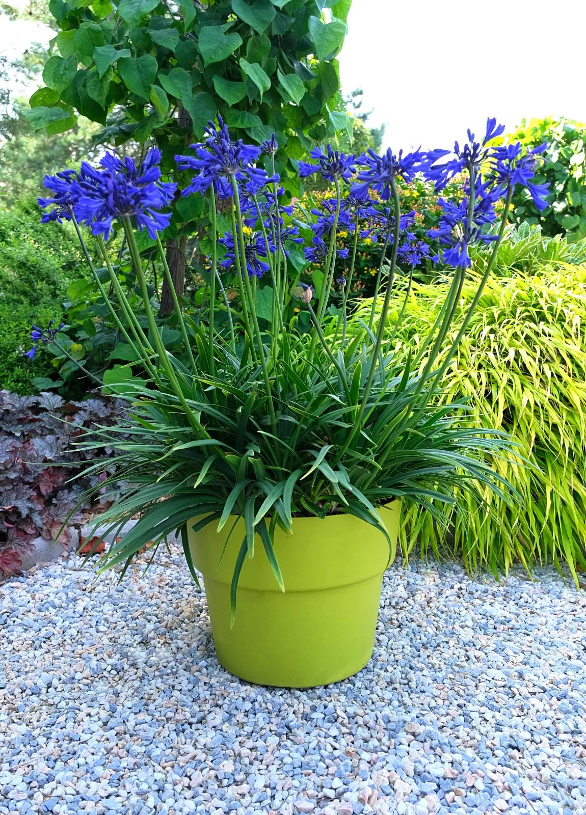 Agapanthus ‘Star Quality’ (African Lily)