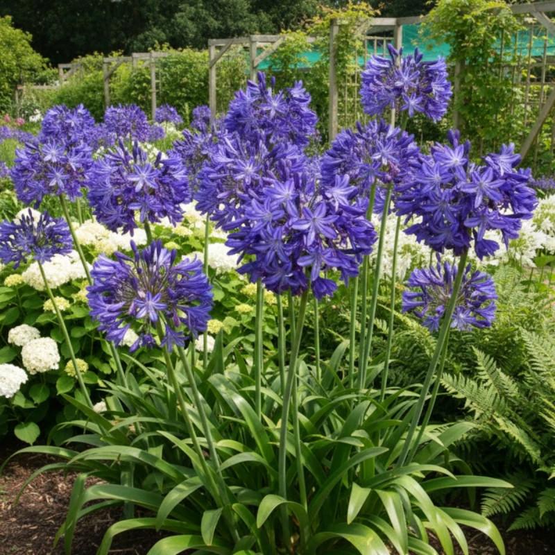 Agapanthus ‘Star Quality’ (African Lily)
