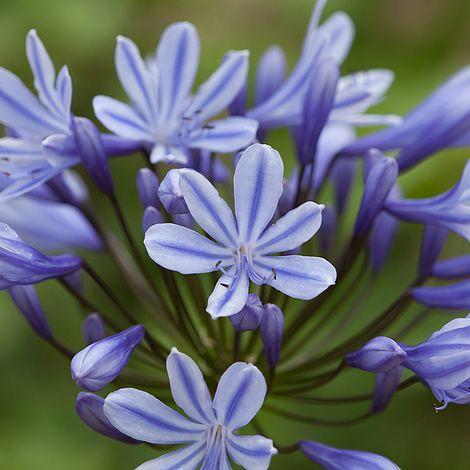 Agapanthus ‘Star Quality’ (African Lily)