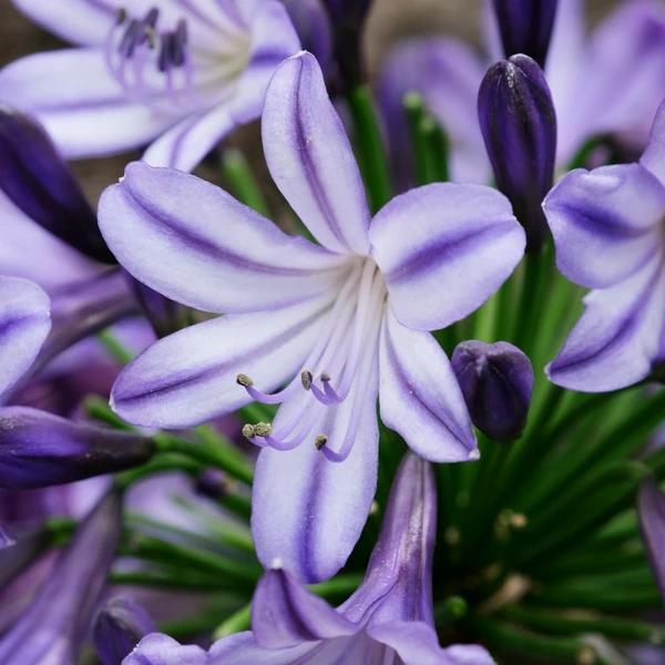 Agapanthus ‘Star Quality’ (African Lily)