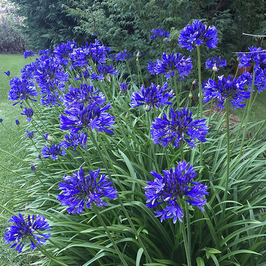 Agapanthus 'Stardust' (Stardust Lily Of The Nile)