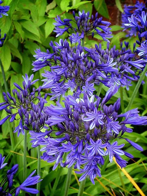 Agapanthus 'Stardust' (Stardust Lily Of The Nile)