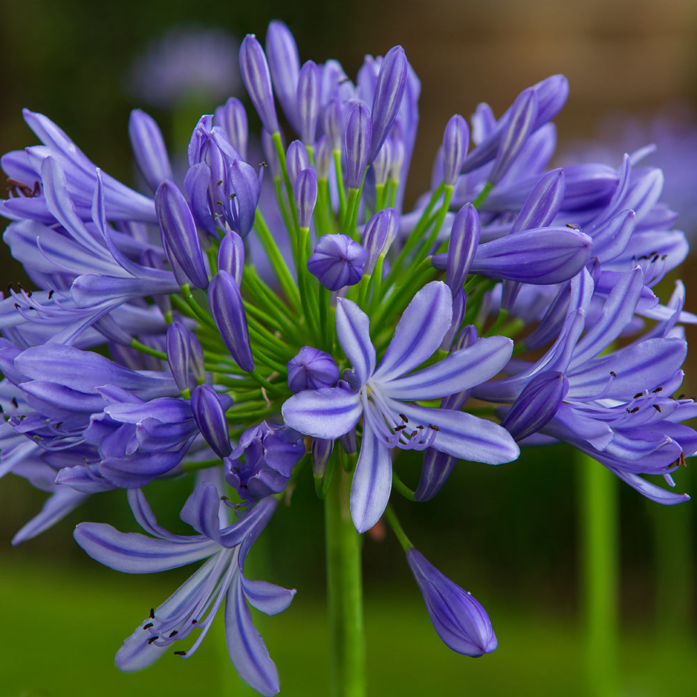 Agapanthus 'Stardust' (Stardust Lily Of The Nile)