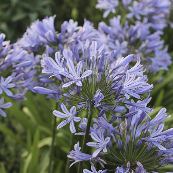 Agapanthus 'Stargazer' (Stargazer Lily Of The Nile)