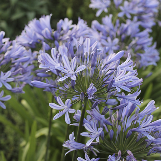 Agapanthus 'Stargazer' (Stargazer Lily Of The Nile)
