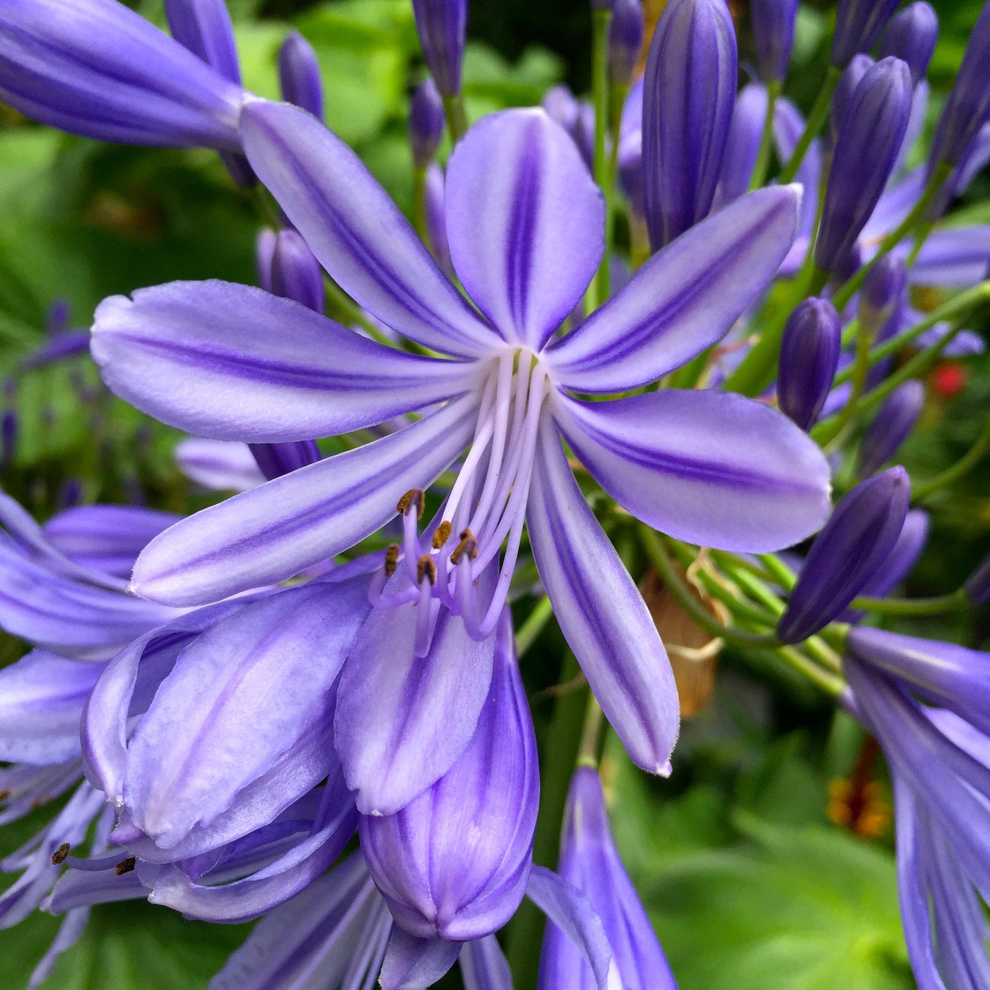 Agapanthus 'Stargazer' (Stargazer Lily Of The Nile)