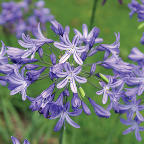 Agapanthus 'Star Quality' (Star Quality Lily Of The Nile)