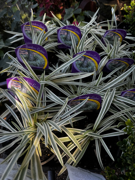 Agapanthus 'Tinkerbell'
