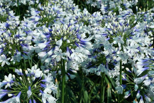 Agapanthus ‘Twister’ (Twister African Lily)