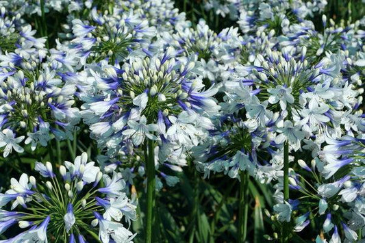 Agapanthus ‘Twister’ (Twister African Lily)