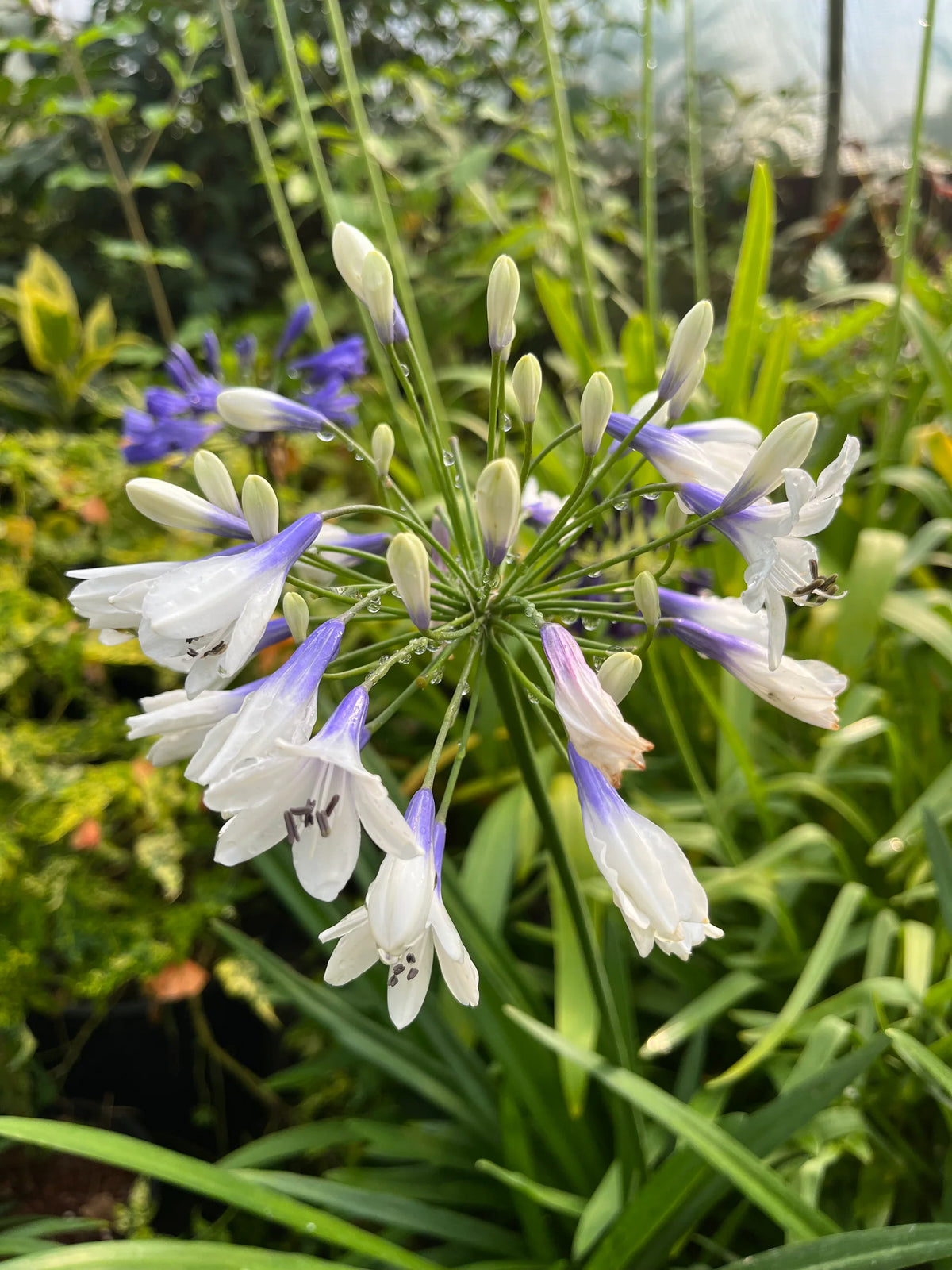 Agapanthus ‘Twister’ (Twister African Lily)