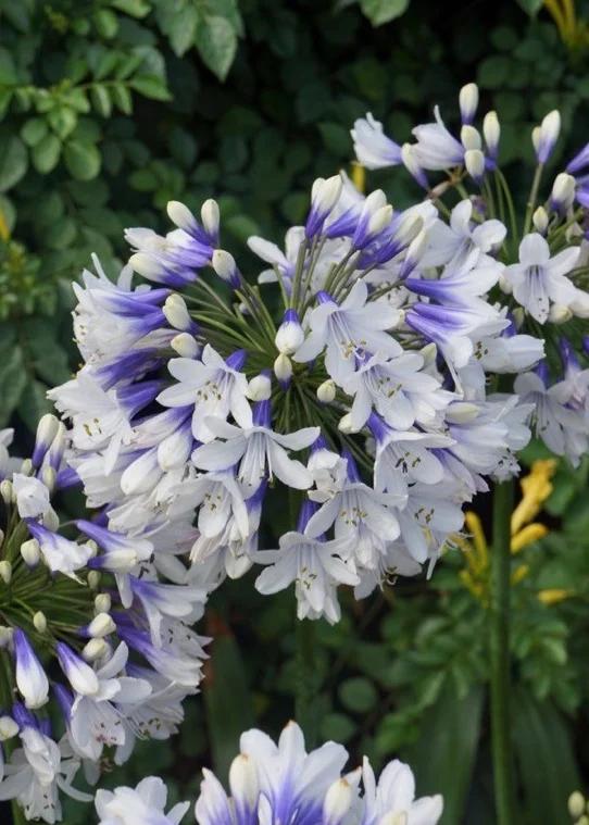 Agapanthus ‘Twister’ (Twister African Lily)