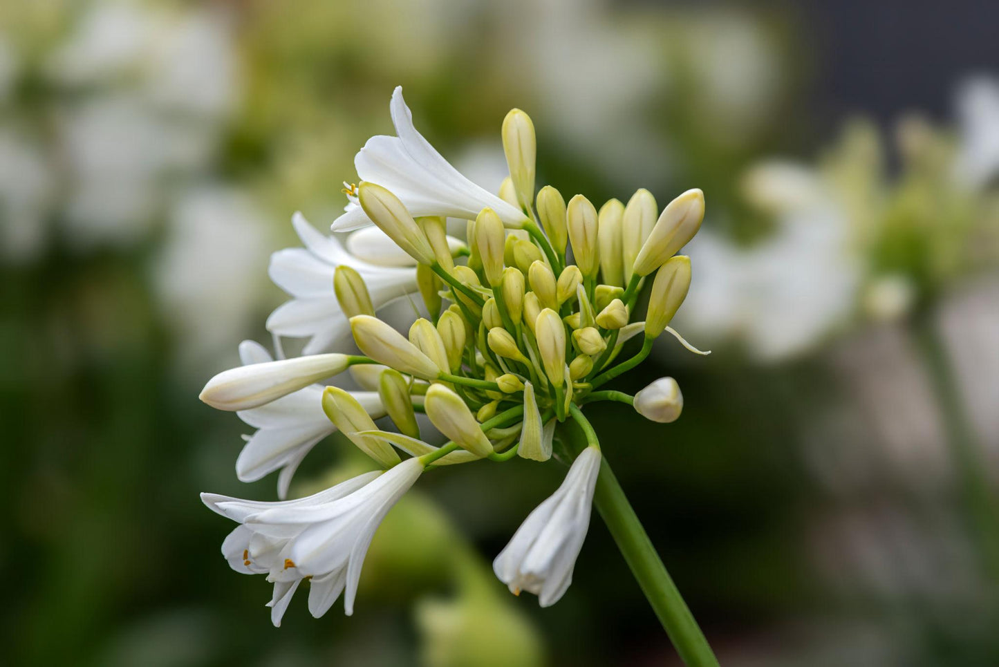 Agapanthus (White Agapanthus)