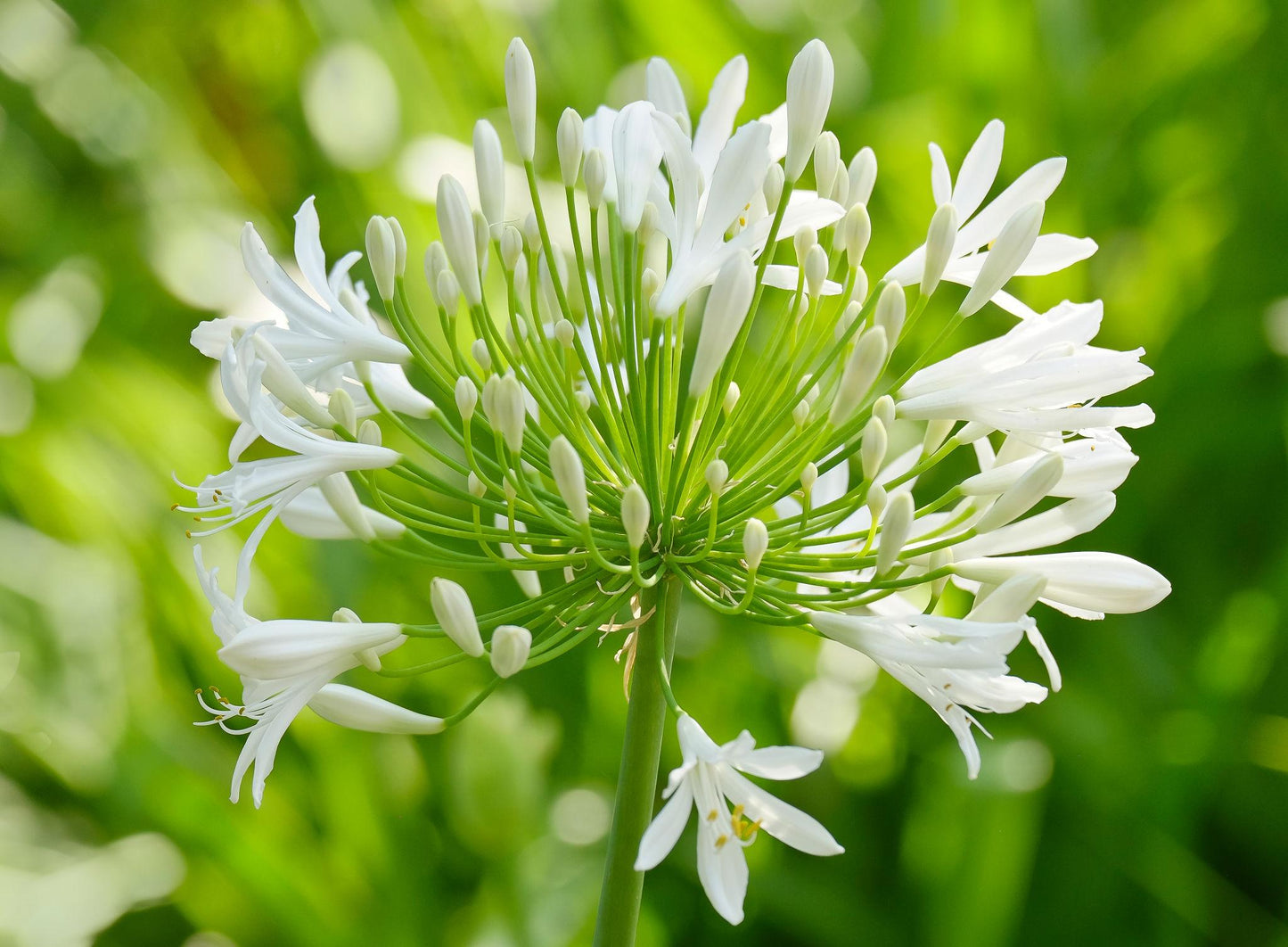 Agapanthus (White Agapanthus)