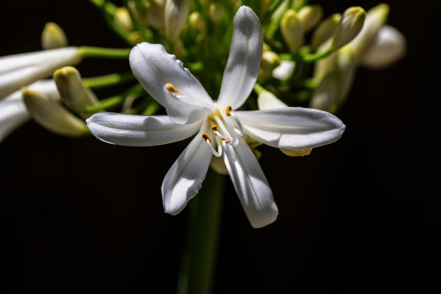 Agapanthus (White Agapanthus)