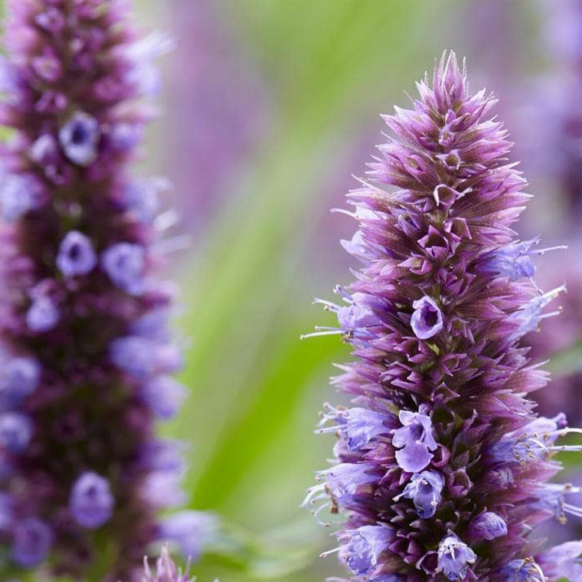 Agastache (Agastache Sun)